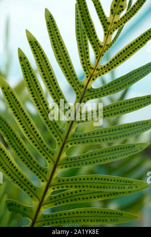 Phlebodum aureum foglie. Piante. Foto Stock