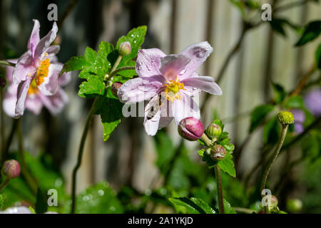 Il miele delle api, Apis mellifera e raccolta di nettare da una rosa bagnata giapponese fiore anemone, Anemone x hybridia Foto Stock