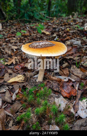 Slug sulla parte superiore del fungo su Barnet Branch Trail - Pisgah National Forest, vicino Brevard, North Carolina, STATI UNITI D'AMERICA Foto Stock