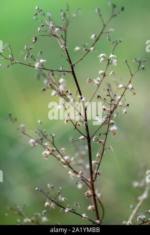 Piccoli fiori secchi contro lo sfondo di colore verde - Brevard, North Carolina, Stati Uniti Foto Stock