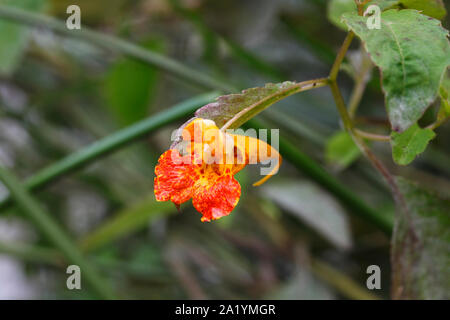 Arancione - la Balsamina Impatiens capensis. Foto Stock