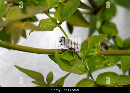 Hoverfly o Drone Fly, Eristalis tenax, Syrphidae, Diptera Foto Stock