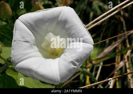 White hedge centinodia fiore di close-up. infestante. Calystegia sepium, Foto Stock