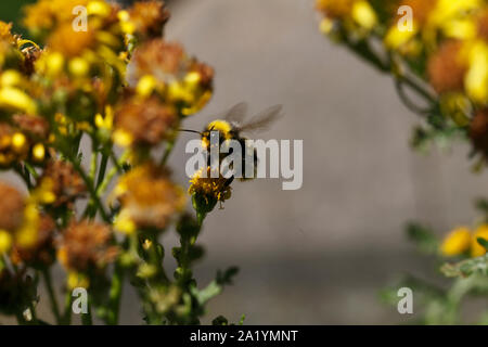 Bombus hortorum su erba tossica. Foto Stock