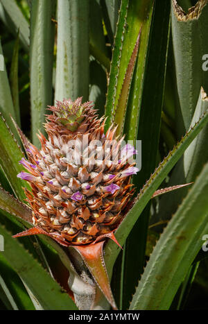 Un giovane ananas con fiori viola e formiche su di esso cresce tra foglie verdi in un campo sull'Isola di Moorea Polinesia Francese Foto Stock