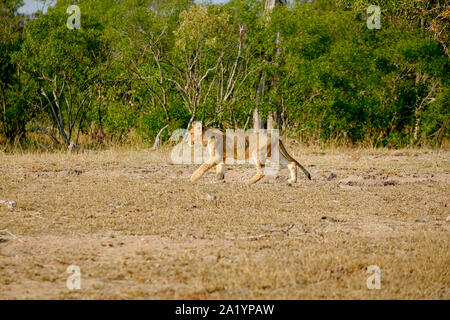 African Lion cub camminare da solo nel selvaggio Foto Stock