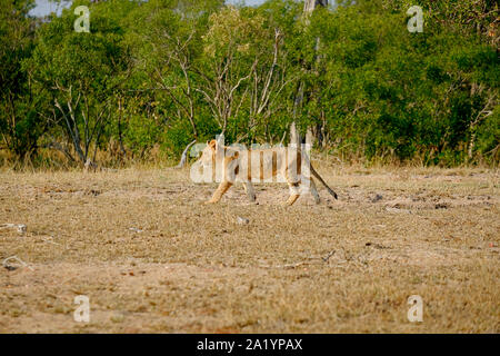 African Lion cub camminare da solo nel selvaggio Foto Stock