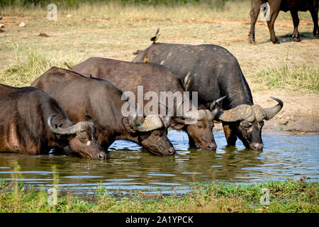 Quattro bufali del capo acqua potabile da un waterhole Foto Stock