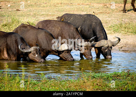 Quattro bufali del capo acqua potabile da un waterhole Foto Stock