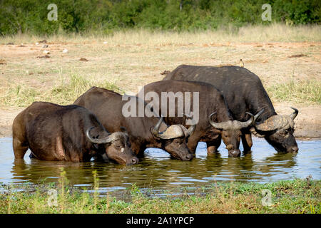 Quattro bufali del capo acqua potabile da un waterhole Foto Stock