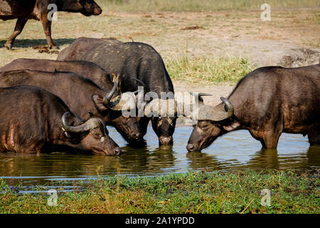 Quattro bufali del capo acqua potabile da un waterhole Foto Stock