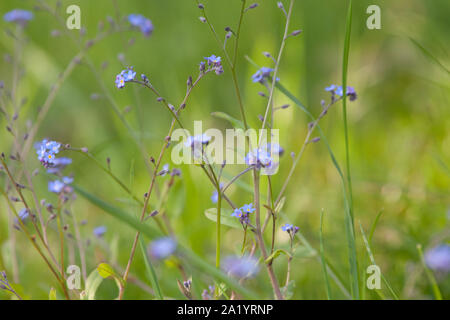 Campo non dimenticare me (Myosotis arvensis) Foto Stock