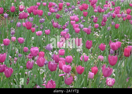 Blu e viola i tulipani in Dallas Arboretum e Giardino Botanico Foto Stock