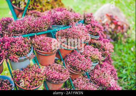muro di fiori violetti in pentole. Concetto di giardino Foto Stock