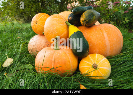 Zucche e zucchine nel giardino. Autunno Sfondo, raccolto. Fresco, verdure organiche Foto Stock