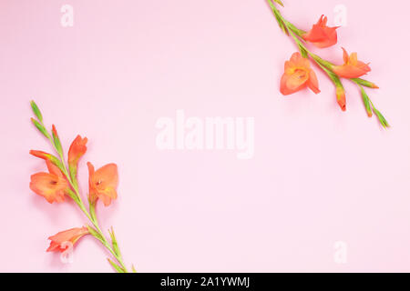 Bel colore arancione Gladiolus fiore su sfondo rosa. holiday greeting card. Piatto, laici vista superiore Foto Stock