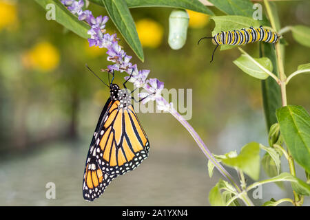 La Monarch Trinità: Crisalide, Caterpillar e butterfly, Danaus Plexippus, su milkweed Foto Stock