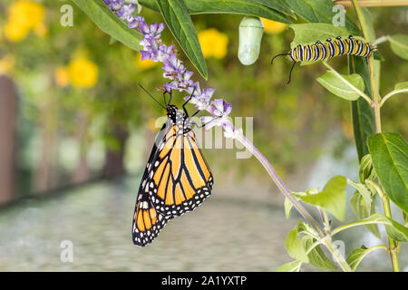 La Monarch Trinità: Crisalide, Caterpillar e butterfly, Danaus Plexippus, su milkweed Foto Stock
