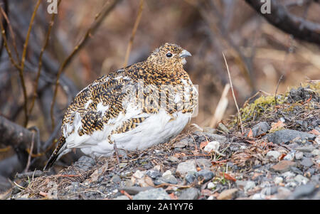 Willow o Red Ptarmigan femmina nel Parco Nazionale di Denali Foto Stock