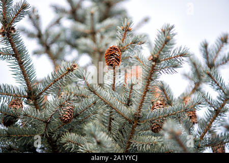 Stagione saluti. Abete con coni esterni. Holiday tree. Celebrazione della Messa di Natale. Celebrare il nuovo anno. Conifera albero d'inverno. Di conifere sempreverdi albero di abete rosso su sfondo naturale. Foto Stock