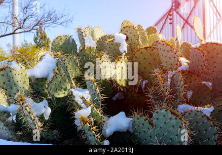 Deserto dell Arizona tempesta di neve coperta di neve ficodindia cactus Arizona USA Foto Stock