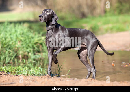 Weimaraner cane di razza pura al di fuori del ritratto Foto Stock