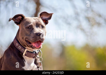 Ritratto di pitbull Foto Stock