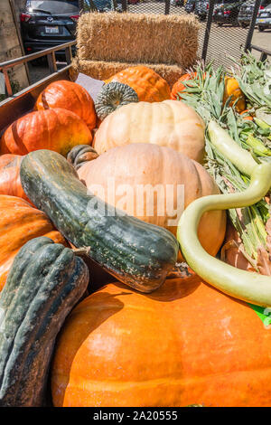 Un rimorchio carico di assortiti zucche di Halloween, nella Santa Ynez Valley della California, per il tradizionale la decorazione della parte anteriore di portici e altro luogo Foto Stock