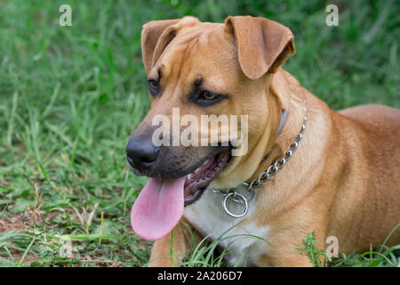 Carino l'american pit bull terrier cucciolo è sdraiato su un prato verde nel parco. Gli animali da compagnia. Cane di razza. Foto Stock