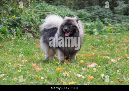 Carino deutscher wolfspitz è in piedi sull'erba verde nel parco d'autunno. Keeshond o Spitz tedesco. Gli animali da compagnia. Per sette mesi. Foto Stock