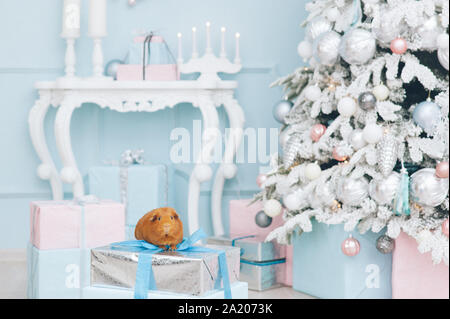 Un grazioso piccolo marrone cavia animale domestico seduto sulla scatola d'argento con il nastro blu con albero di natale di sfondo nella vigilia di Natale Foto Stock