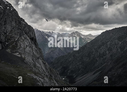 Silhouette di falco in grigio a valle di montagna con il fiume e nuvoloso nubi di pioggia in Karakol national park, il Kirghizistan Foto Stock