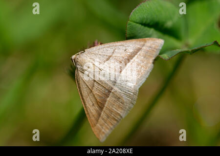 Brown Silver-line Moth - Petrophora chlorosata in appoggio sul chiodo di garofano Foto Stock