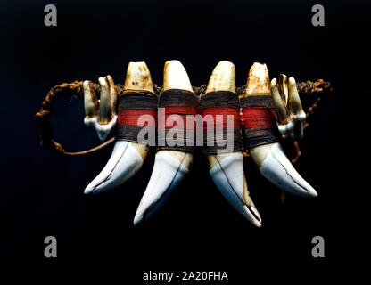 Grande pendente in denti di giaguaro adugo o del XX secolo da Bororo Aldeia Kejara Rio Vermelho Mato Grosso Brasile Sud America Bororo grande pendente indigeno in denti di giaguaro (adúgo ó), risalente al XX secolo. Originario di Aldeia Kejara lungo il Rio Vermelho nello stato del Mato Grosso, in Brasile, questo ornamento rituale presenta quattro grandi canini di giaguaro (Panthera onca) strettamente legati insieme con fibre avvolte in un filo di cotone tradizionale rosso e nero Foto Stock