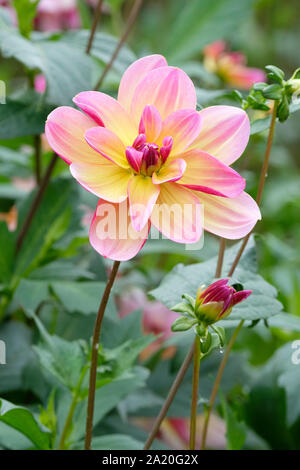 Close-up del singolo fiore di Dahlia 'Dark Butterfly'. Foto Stock