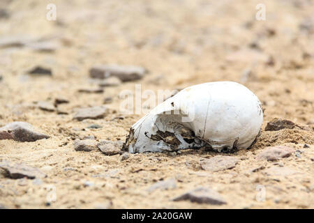 Cranio di un leone di mare nella sabbia, Skeleton Coast, Namibia, Africa Foto Stock