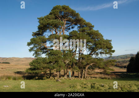 La Visitazione, la Madonna, Glenkiln statue, Glenkiln, Dumfries and Galloway Foto Stock