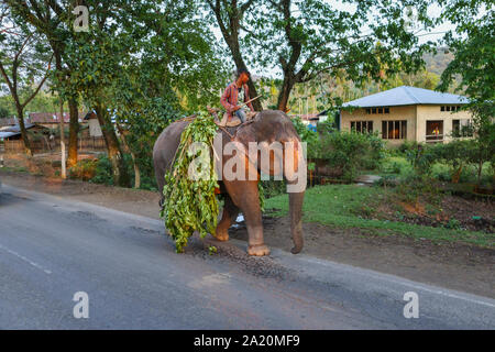 Scena di strada in Kaziranga, Assam, India: un elefante indiano con il suo mahout passeggiate lungo una strada che porta un carico di rami frondosi Foto Stock