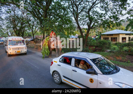 Scena di strada in Kaziranga, Assam, India: un elefante indiano con il suo mahout passeggiate con le automobili lungo una strada trafficata che porta un carico di rami frondosi Foto Stock