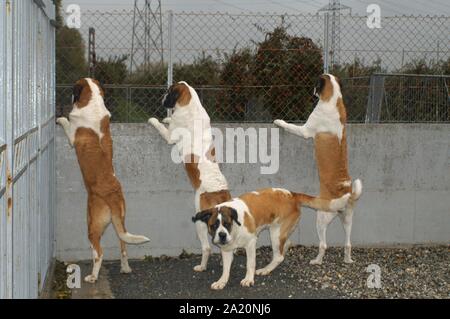 La Svizzera, allevamento di San Bernardo cani a Martigny Foto Stock