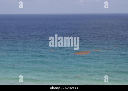 Tappeto di free floating alghe o alghe chiamato sargassum nell'oceano dei Caraibi vicino a Tulum e playa del carmen. Foto Stock