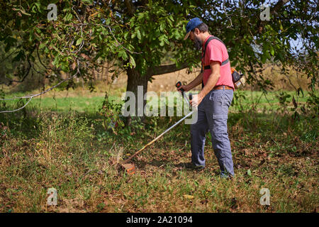 Agricoltore falciare le erbacce in un frutteto di noce al tempo del raccolto Foto Stock