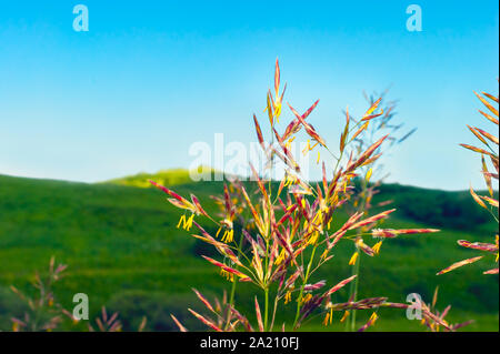 Fioritura Smooth Brome erba (Bromus Inermis) in Highland Area su un giorno d'estate. Bromegrass è una strada o campo pianta resistente alla siccità. Foto Stock