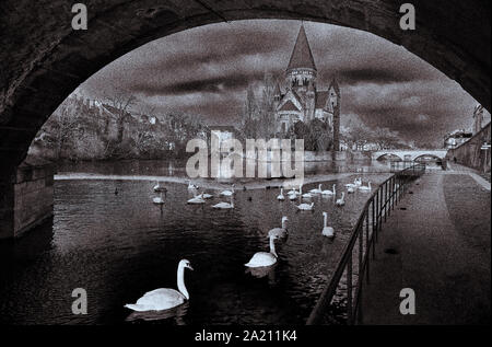 Cigni nel fiume Mosella, Metz, Francia Foto Stock