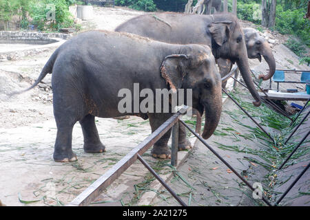 Molti gli elefanti in Thailandia zoo Foto Stock