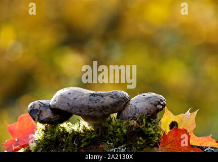Tre marrone di funghi che crescono in bella luce della sera nella foresta Foto Stock