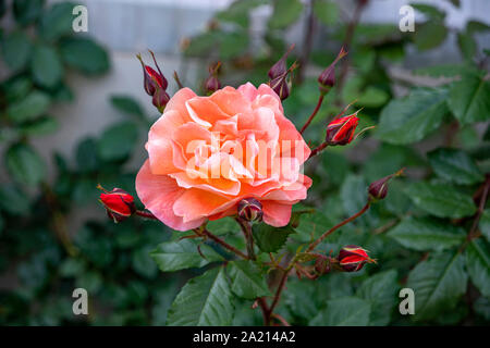 Arancione-rosa rosa fiore circondati da gemme closeup Foto Stock