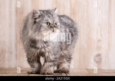 Grigio soffice gatto persiano Foto Stock