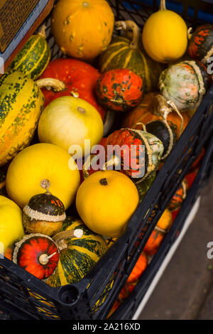 Poco zucche decorative in una cassa al mercato. Autumn harvest vendita prima del giorno del Ringraziamento Foto Stock