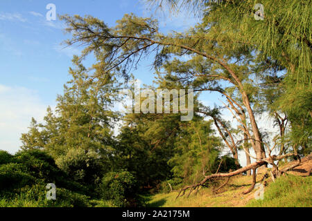 Alberi di pino sulla costa, St Lucia Beach, quartiere Umkhanyakude comune, KwaZulu Natal, Sud Africa. Foto Stock